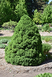 Dwarf Alberta Spruce (Picea glauca 'Conica') at Echter's Nursery & Garden Center