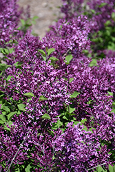 Bloomerang Dark Purple Lilac (Syringa 'SMSJBP7') at Echter's Nursery & Garden Center