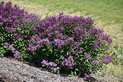 Bloomerang Dark Purple Lilac (Syringa 'SMSJBP7') at Echter's Nursery & Garden Center