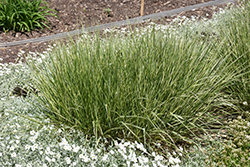 Variegated Reed Grass (Calamagrostis x acutiflora 'Overdam') at Echter's Nursery & Garden Center