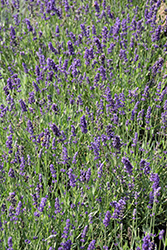 Big Time Blue Lavender (Lavandula angustifolia 'Armtipp01') at Echter's Nursery & Garden Center