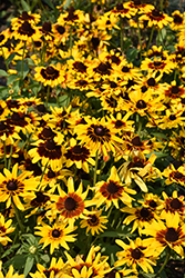 Denver Daisy Coneflower (Rudbeckia hirta 'Denver Daisy') at Echter's Nursery & Garden Center