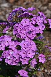 Flame Violet Garden Phlox (Phlox paniculata 'Barsixtyone') at Echter's Nursery & Garden Center
