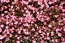 Bada Boom Pink Begonia (Begonia 'Bada Boom Pink') at Echter's Nursery & Garden Center