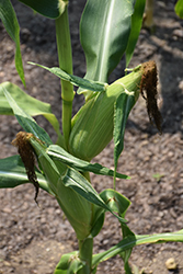 American Dream Corn (Zea mays 'American Dream') at Echter's Nursery & Garden Center