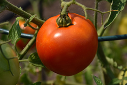 Better Boy Tomato (Solanum lycopersicum 'Better Boy') at Echter's Nursery & Garden Center