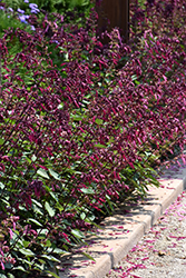 Skyscraper Dark Purple Salvia (Salvia 'HYBSV16016') at Echter's Nursery & Garden Center