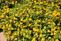 Lucky Pure Gold Lantana (Lantana camara 'Lucky Pure Gold') at Echter's Nursery & Garden Center