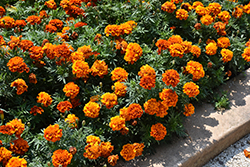 Fireball Marigold (Tagetes patula 'Fireball') at Echter's Nursery & Garden Center