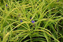 Charlotte's Web Spiderwort (Tradescantia x andersoniana 'Charlotte's Web') at Echter's Nursery & Garden Center