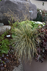 Northern Lights Tufted Hair Grass (Deschampsia cespitosa 'Northern Lights') at Echter's Nursery & Garden Center