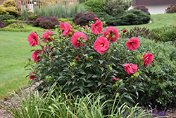 Summer In Paradise Hibiscus (Hibiscus 'Summer In Paradise') at Echter's Nursery & Garden Center