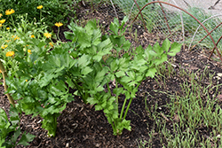 Celery (Apium graveolens) at Echter's Nursery & Garden Center