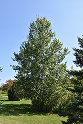 Trembling Aspen (Populus tremuloides) at Echter's Nursery & Garden Center