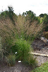 Skyracer Moor Grass (Molinia caerulea 'Skyracer') at Echter's Nursery & Garden Center