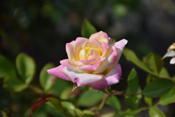 Music Box Rose (Rosa 'BAIbox') at Echter's Nursery & Garden Center