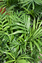 Neanthe Bella Palm (Chamaedorea elegans) at Echter's Nursery & Garden Center