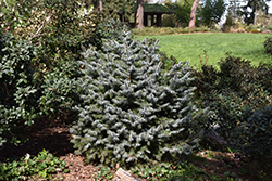 Papoose Dwarf Sitka Spruce (Picea sitchensis 'Papoose') at Echter's Nursery & Garden Center