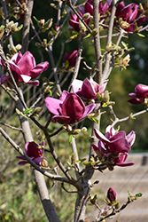 Genie Magnolia (Magnolia 'Genie') at Echter's Nursery & Garden Center