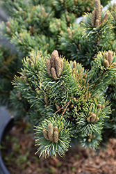 Kinpo Japanese White Pine (Pinus parviflora 'Kinpo') at Echter's Nursery & Garden Center
