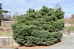 Blue Shag White Pine (Pinus strobus 'Blue Shag') at Echter's Nursery & Garden Center