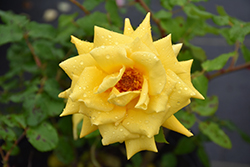 Royal Gold Rose (Rosa 'Royal Gold') at Echter's Nursery & Garden Center