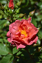 Cinco de Mayo Rose (Rosa 'Cinco de Mayo') at Echter's Nursery & Garden Center