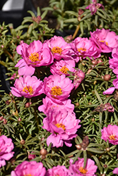 Happy Hour Rosita Portulaca (Portulaca grandiflora 'PAS752680') at Echter's Nursery & Garden Center
