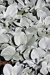 Angel Wings Senecio (Senecio candicans 'Senaw') at Echter's Nursery & Garden Center