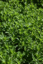 Spearmint (Mentha spicata) at Echter's Nursery & Garden Center