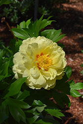 Bartzella Peony (Paeonia 'Bartzella') at Echter's Nursery & Garden Center