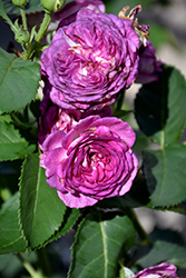 Arctic Blue Rose (Rosa 'WEKblufytirar') at Echter's Nursery & Garden Center