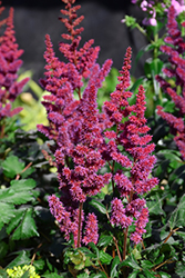 Visions in Red Chinese Astilbe (Astilbe chinensis 'Visions in Red') at Echter's Nursery & Garden Center