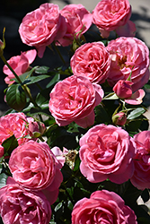 All Dressed Up Rose (Rosa 'WEKgrasucejuc') at Echter's Nursery & Garden Center