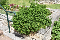 Parsley (Petroselinum crispum) at Echter's Nursery & Garden Center