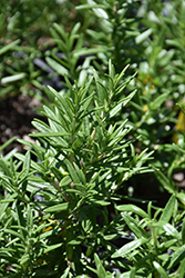 Spice Islands Rosemary (Rosmarinus officinalis 'Spice Islands') at Echter's Nursery & Garden Center