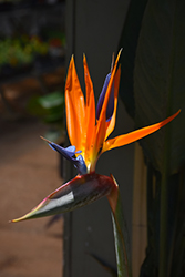Orange Bird Of Paradise (Strelitzia reginae) at Echter's Nursery & Garden Center