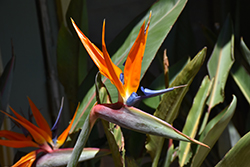 Orange Bird Of Paradise (Strelitzia reginae) at Echter's Nursery & Garden Center