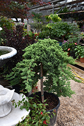 Blue Rug Juniper (tree form) (Juniperus horizontalis 'Wiltonii (tree form)') at Echter's Nursery & Garden Center