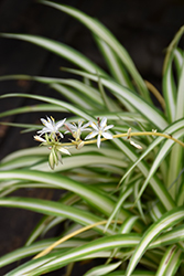 Spider Plant (Chlorophytum comosum) at Echter's Nursery & Garden Center