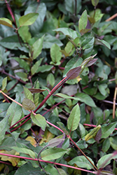 Purple-Leaf Japanese Honeysuckle (Lonicera japonica 'Purpurea') at Echter's Nursery & Garden Center