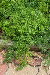 Sprengeri Asparagus Fern (Asparagus densiflorus 'Sprengeri') at Echter's Nursery & Garden Center