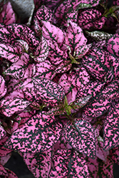 Splash Select Pink Polka Dot Plant (Hypoestes phyllostachya 'PAS2341') at Echter's Nursery & Garden Center