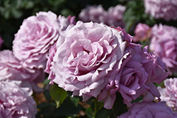 Love Song Rose (Rosa 'WEKstameda') at Echter's Nursery & Garden Center