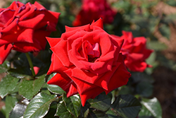 Drop Dead Red Rose (Rosa 'Drop Dead Red') at Echter's Nursery & Garden Center