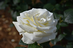 Sugar Moon Rose (Rosa 'WEKmemolo') at Echter's Nursery & Garden Center