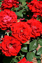 Oh My! Rose (Rosa 'WEKcisfribo') at Echter's Nursery & Garden Center