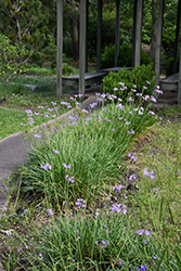 Society Garlic (Tulbaghia violacea) at Echter's Nursery & Garden Center