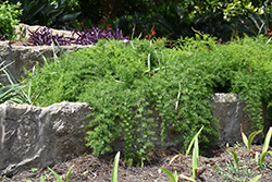 Sprengeri Asparagus Fern (Asparagus densiflorus 'Sprengeri') at Echter's Nursery & Garden Center