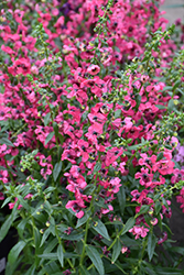 Pink Angelonia (Angelonia angustifolia 'Pink') at Echter's Nursery & Garden Center